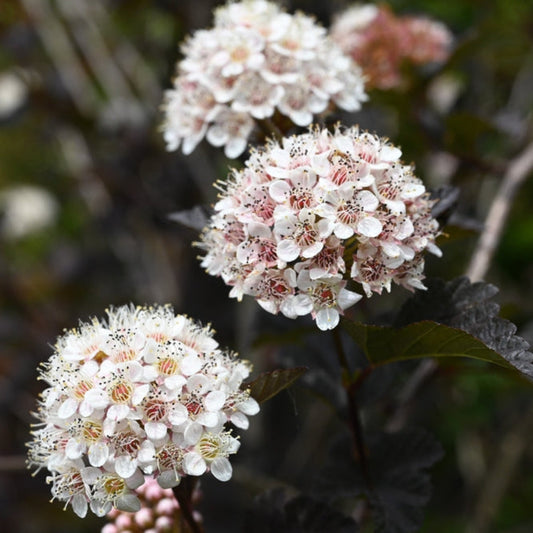 Summer Wine® Ninebark