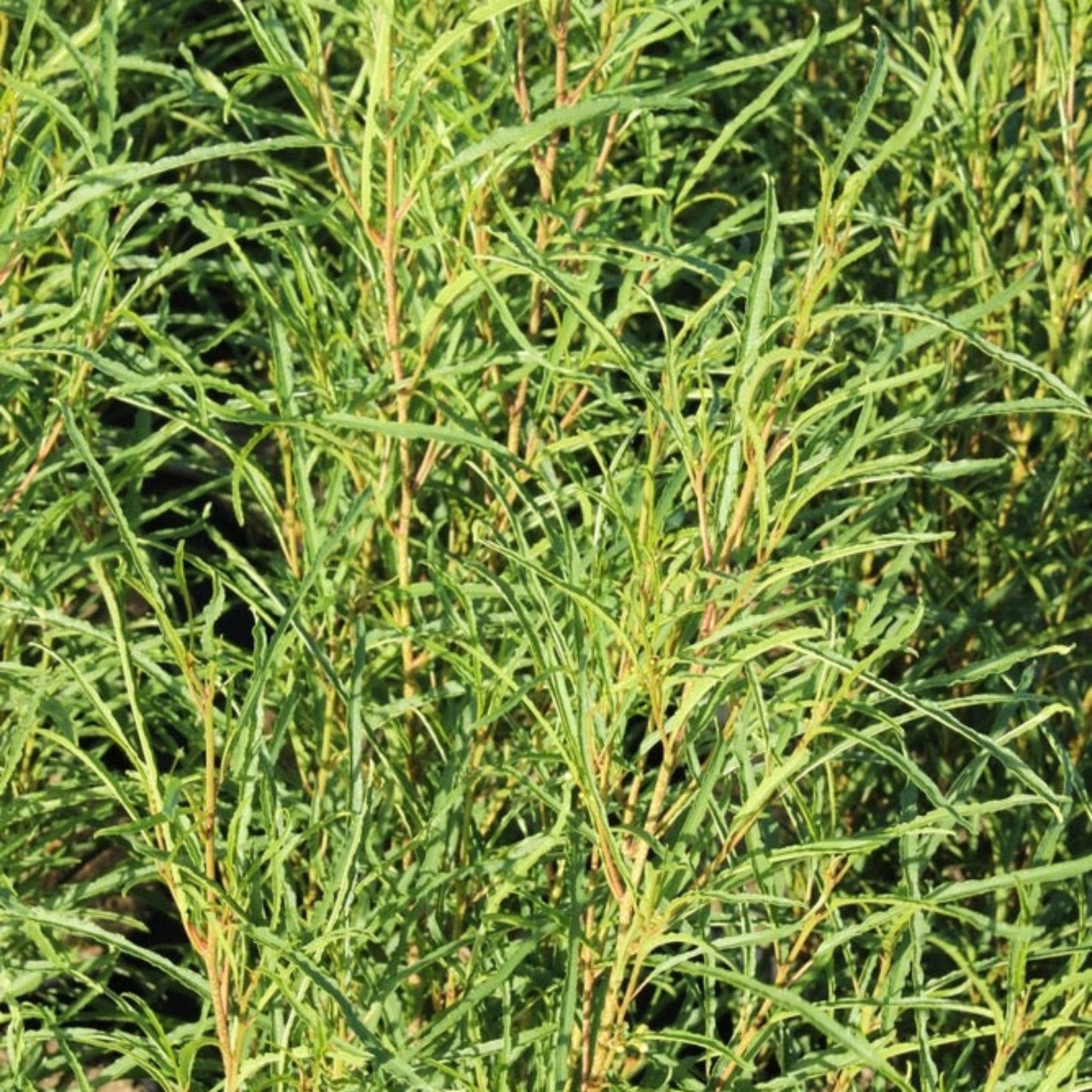 Fine Line® Buckthorn