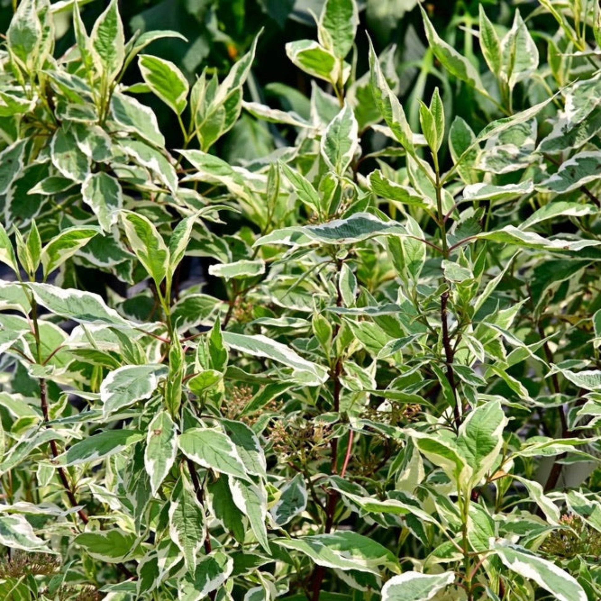 Ivory Halo® Dogwood