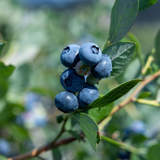 Sunshine Blue Blueberry