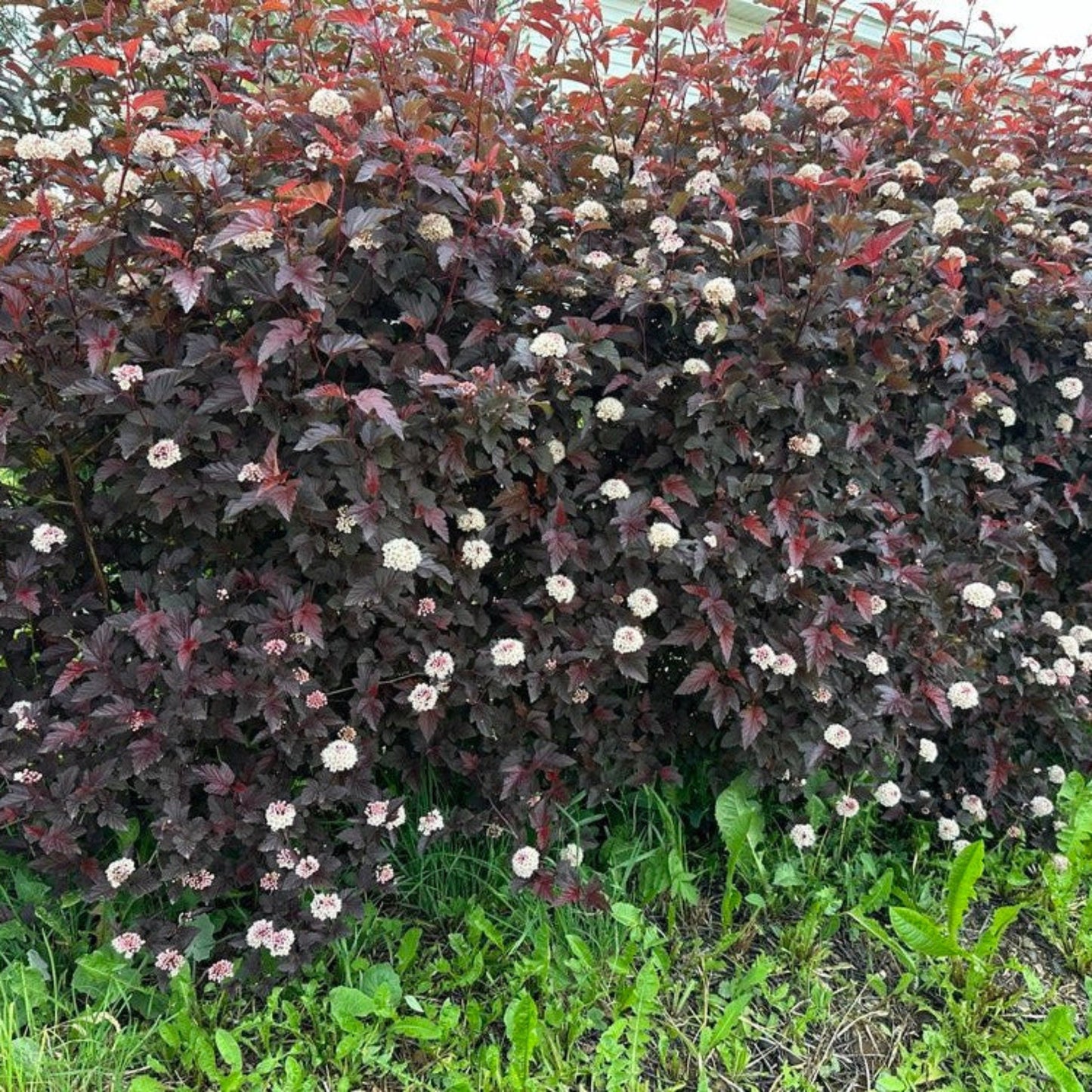 Summer Wine® Ninebark
