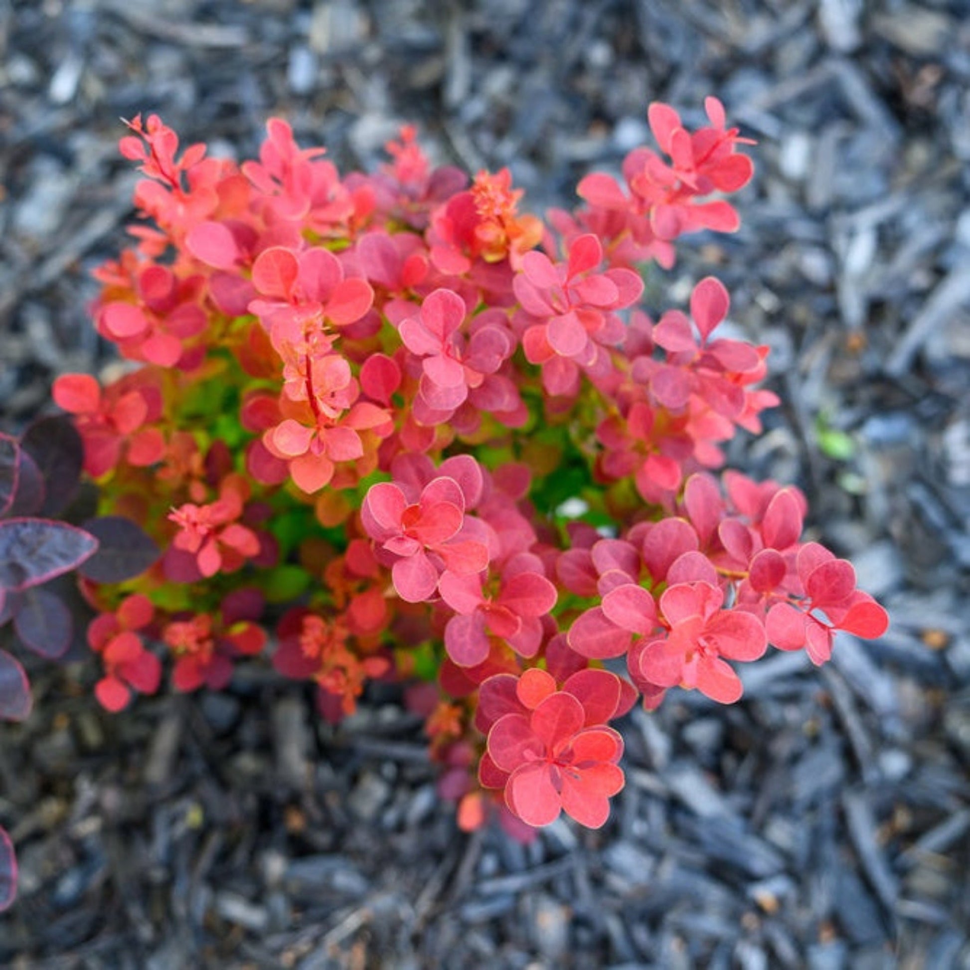 Orange Rocket Barberry