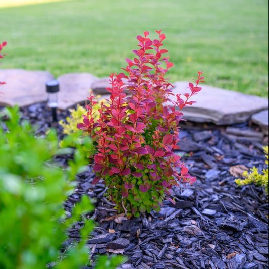 Orange Rocket Barberry