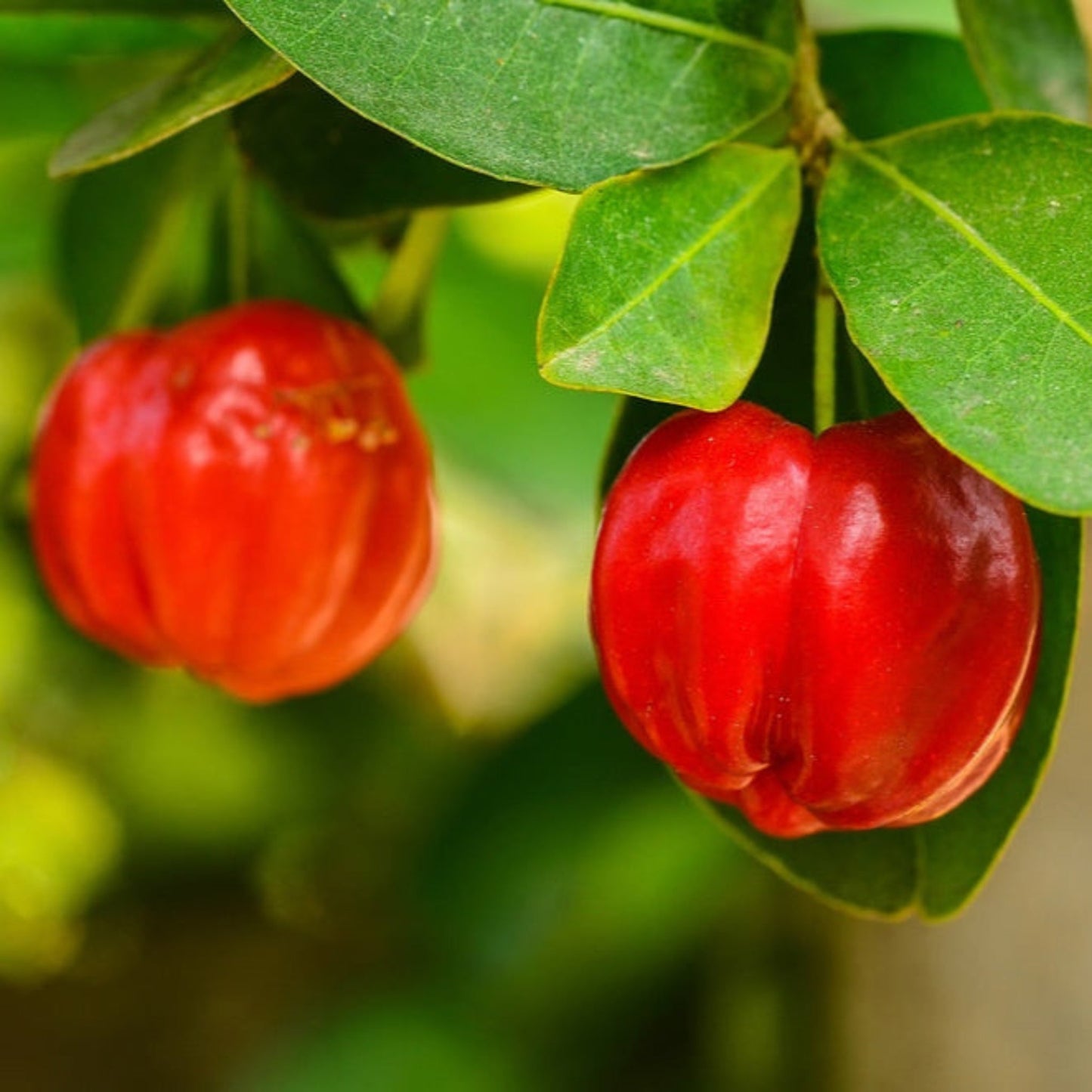 Barbados Cherry Tree
