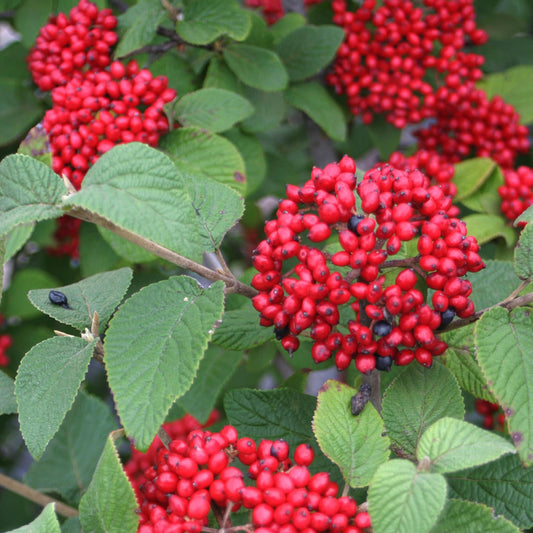 Red Balloon® Viburnum