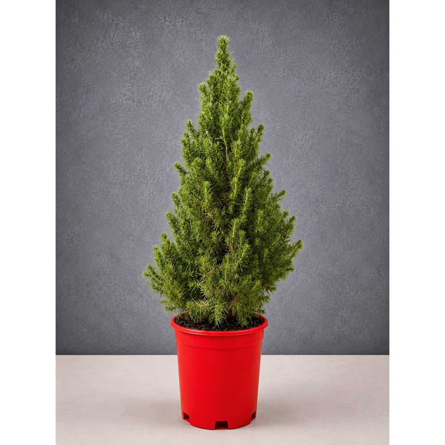 Dwarf Alberta Spruce in Red Holiday Pot