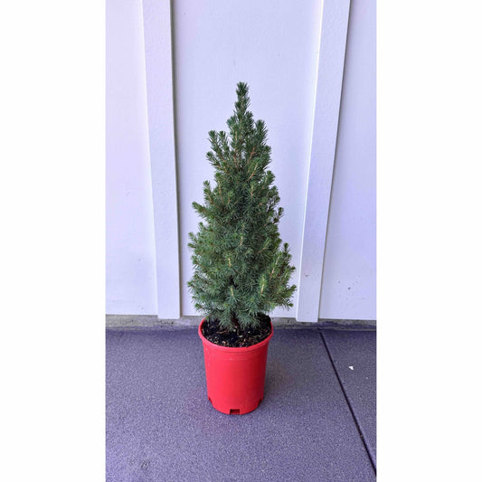 Dwarf Alberta Spruce in Red Holiday Pot