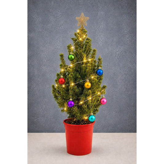 Decorated Dwarf Alberta Spruce