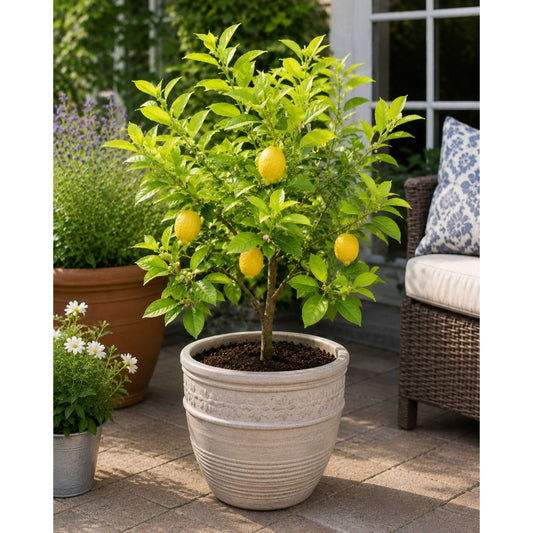 Harvey Lemon Tree