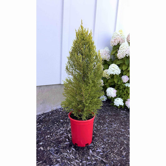 Lemon Cypress in Red Holiday Pot