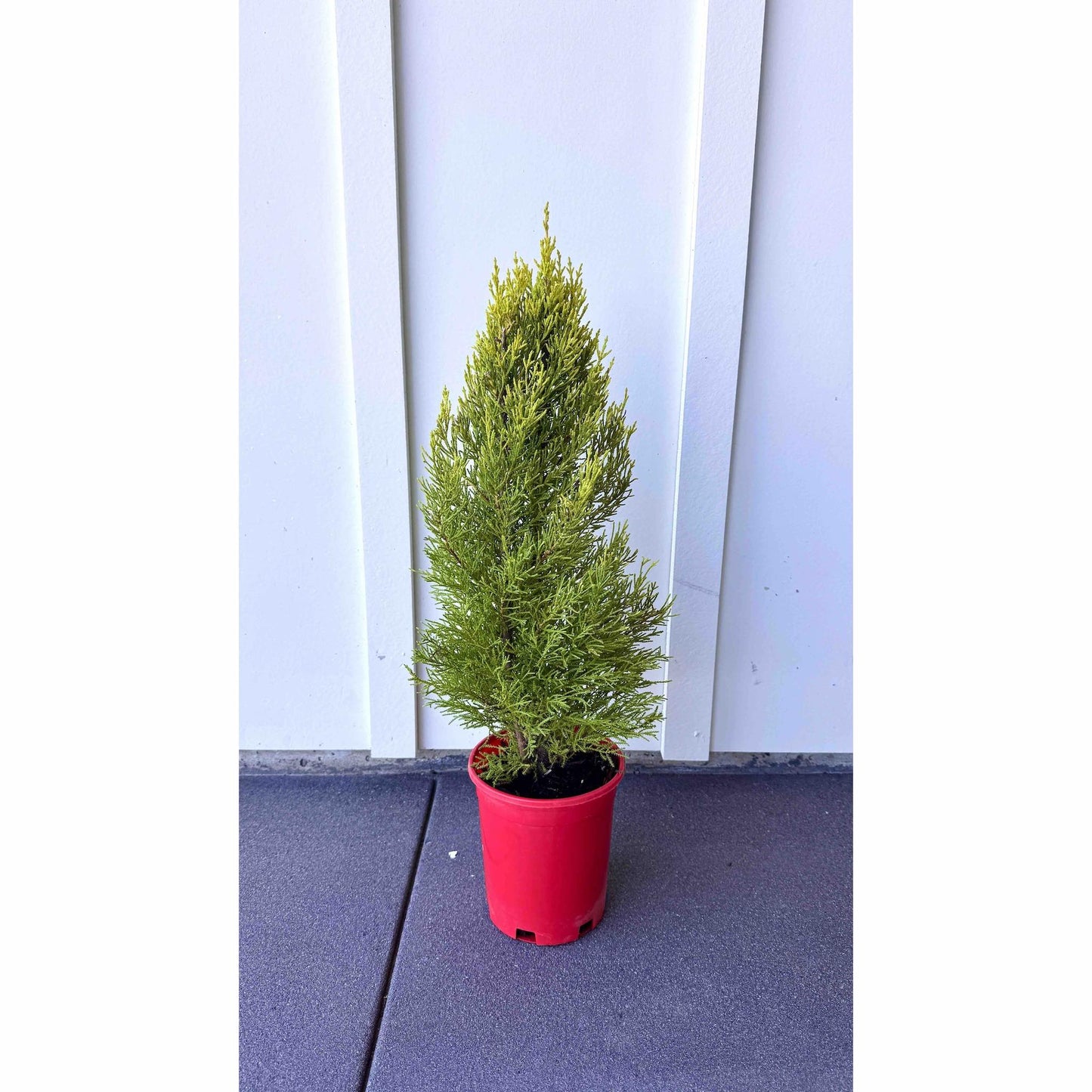 Lemon Cypress in Red Holiday Pot