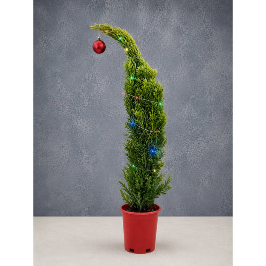 Grinch-mas Lemon Cypress