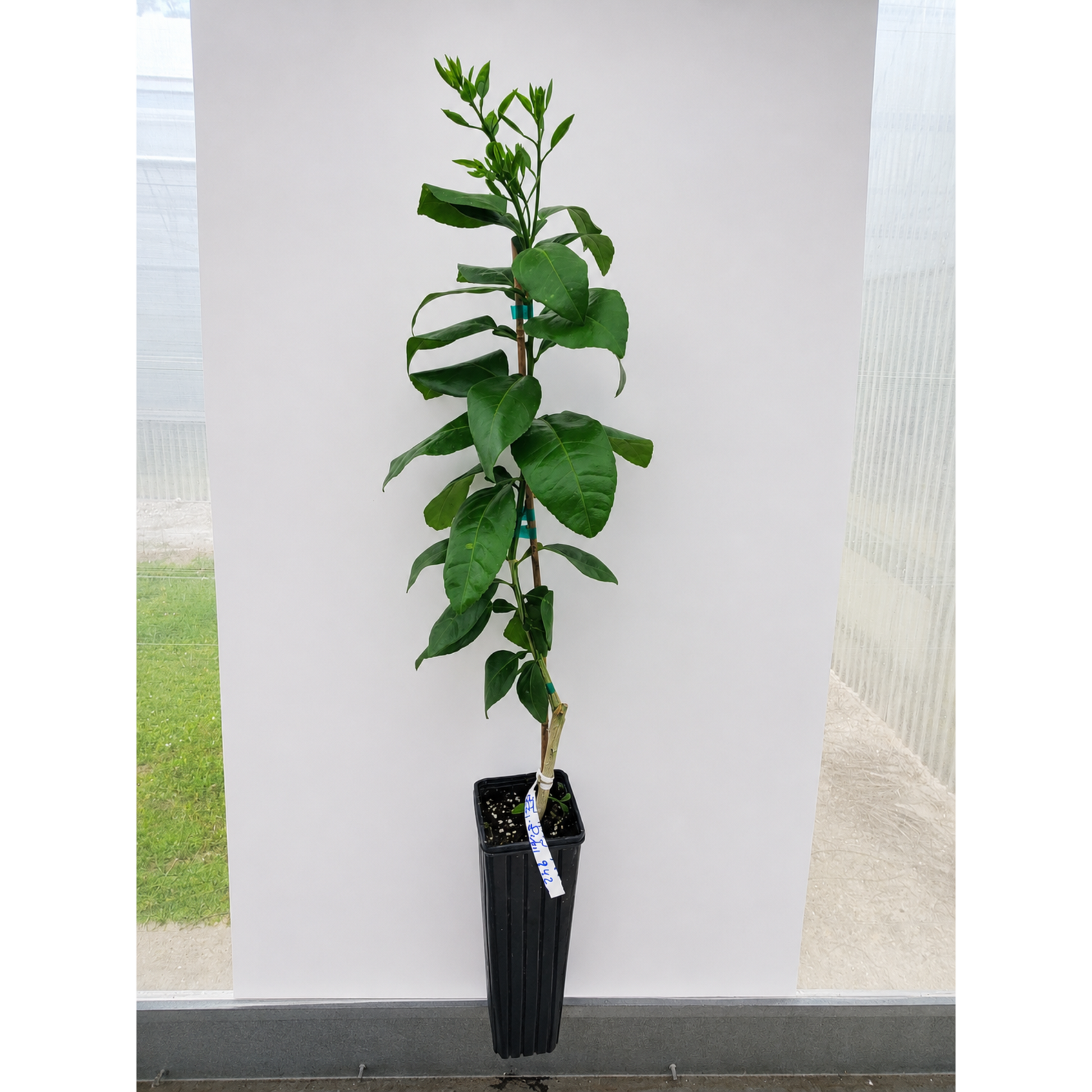 Ray Ruby Grapefruit Tree