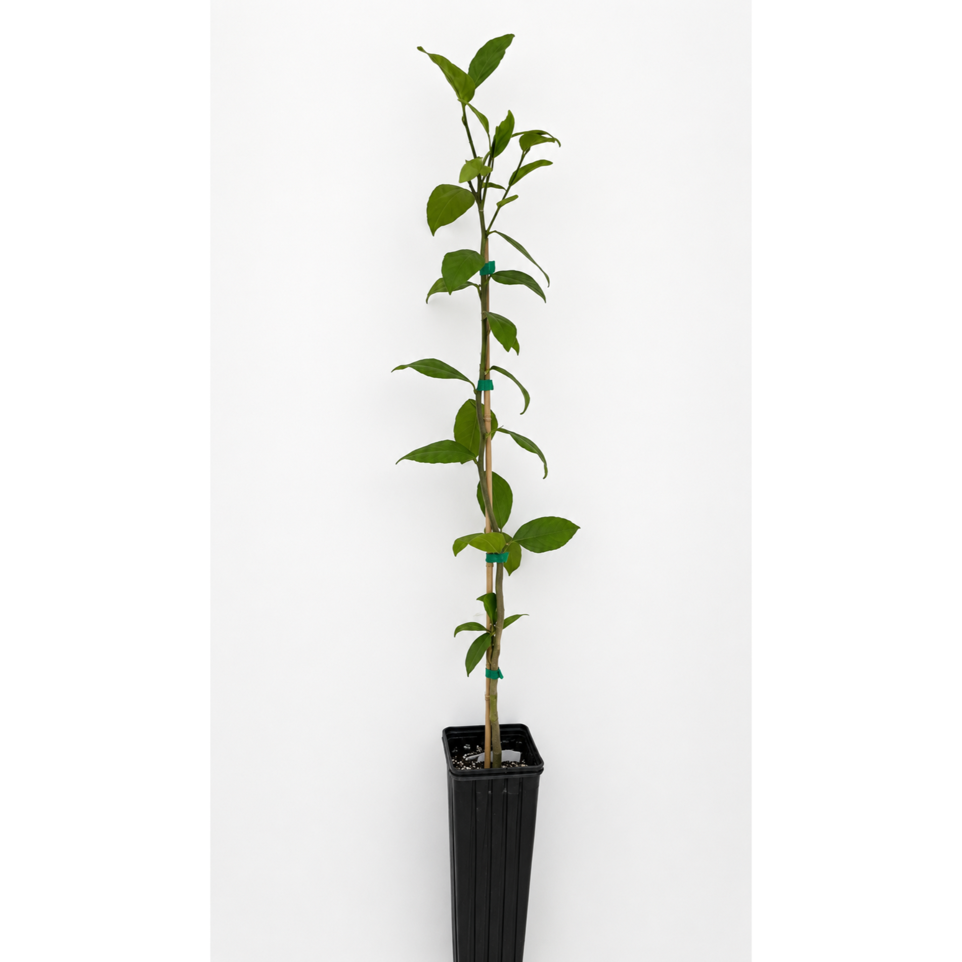 Improved Meyer Lemon Tree