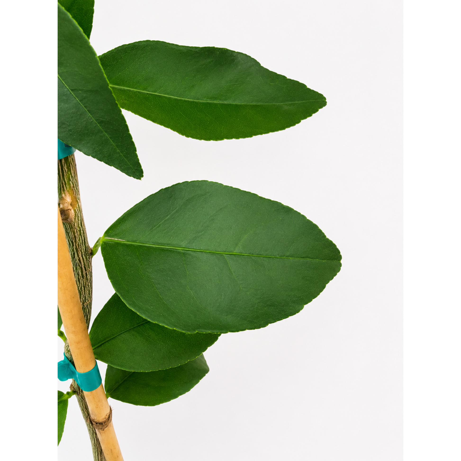 Persian 'Bearss' Lime Tree
