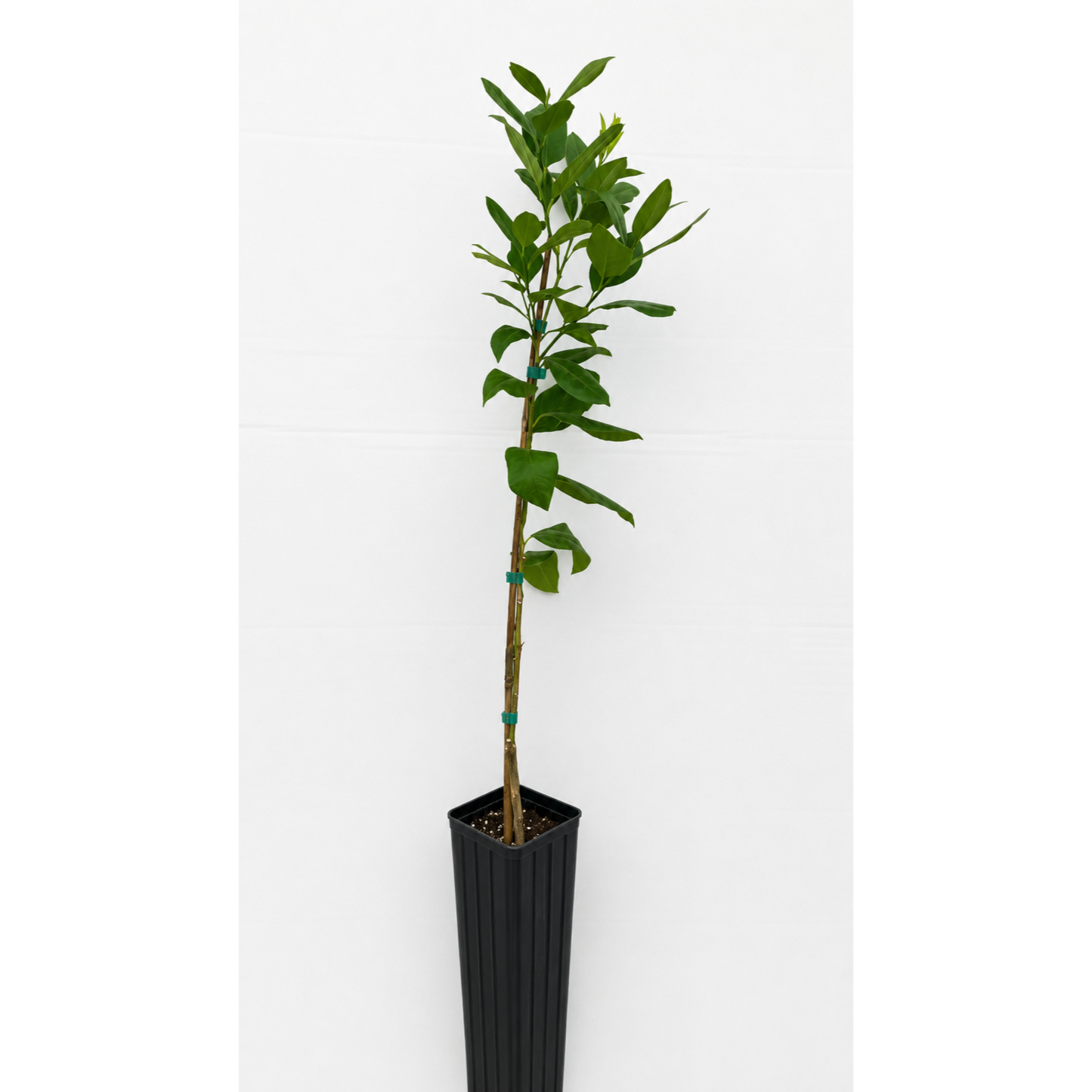 Bearss Lemon Tree