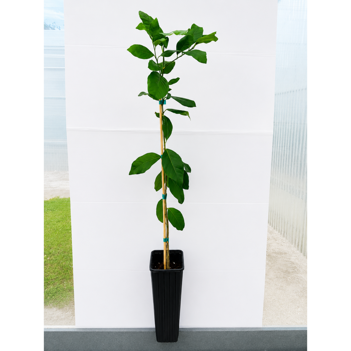Harvey Lemon Tree