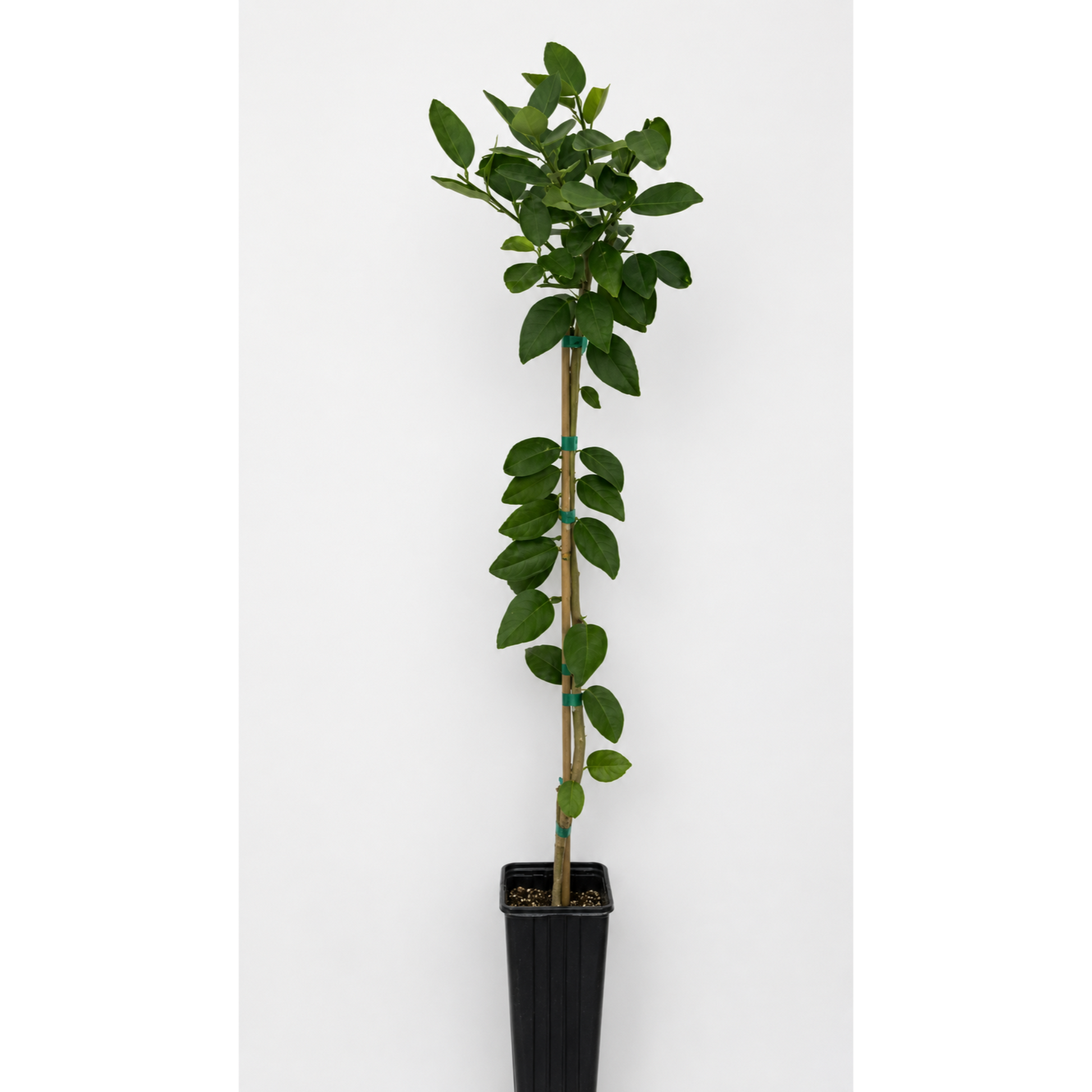 Key Lime Tree