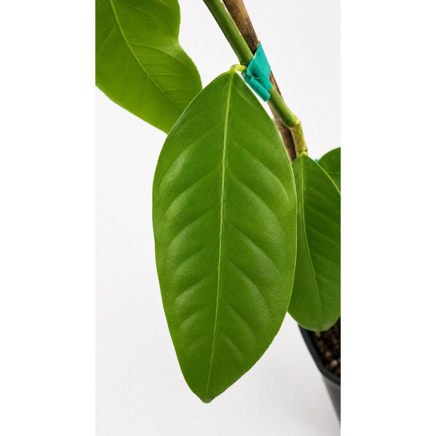 Bearss Lemon Tree