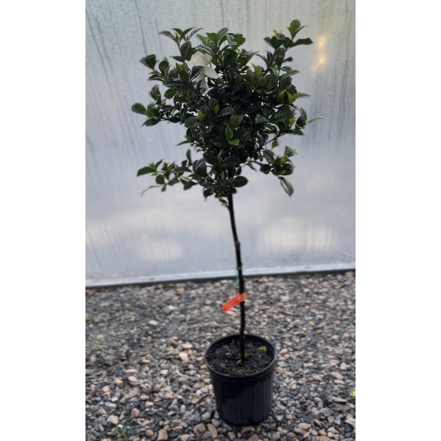 Gardenia Tree