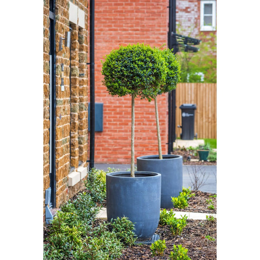 Green Mountain Topiary Boxwood