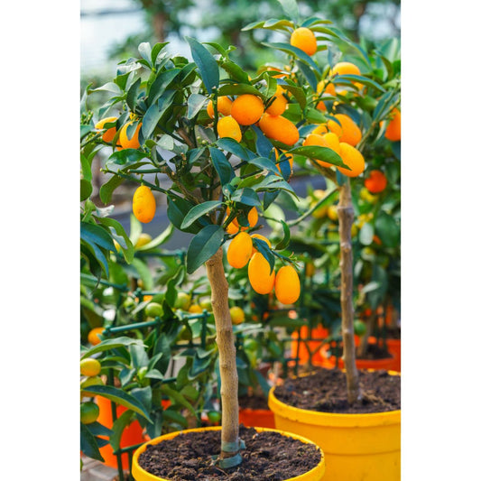 Nagami Kumquat Tree
