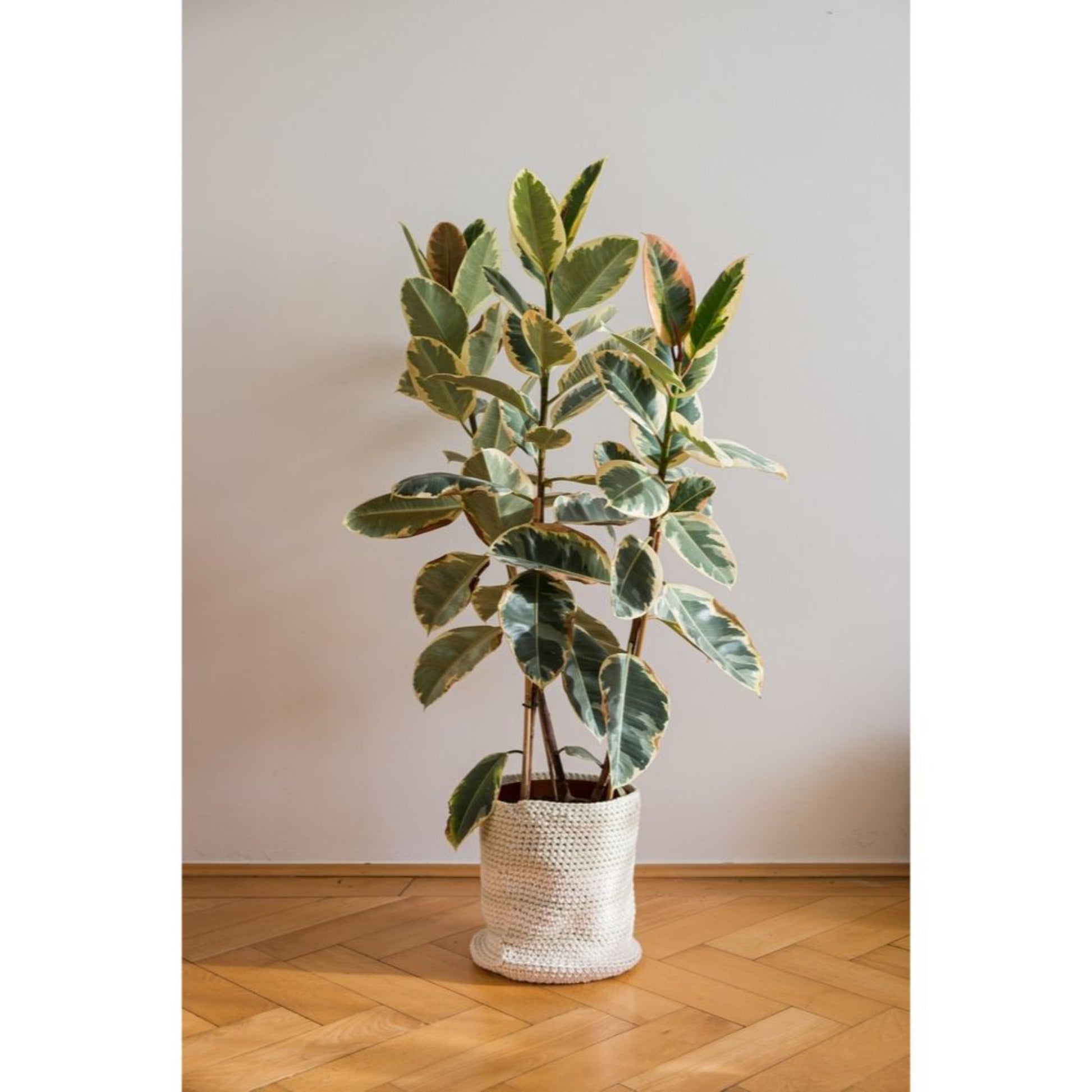 Ficus Tineke