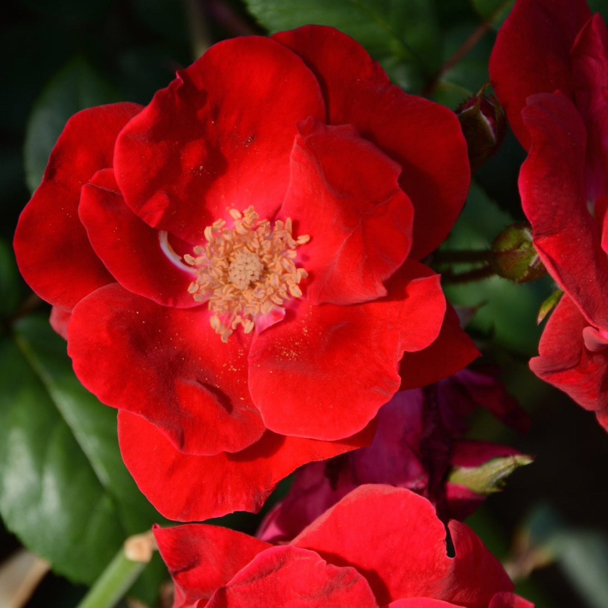 Winner's Circle Rose
